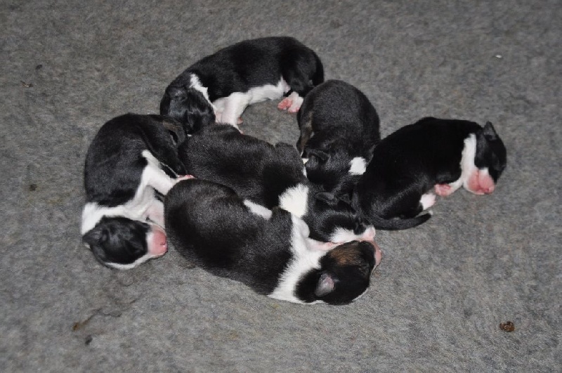 chiot Border Collie De La Font L'Agrafé