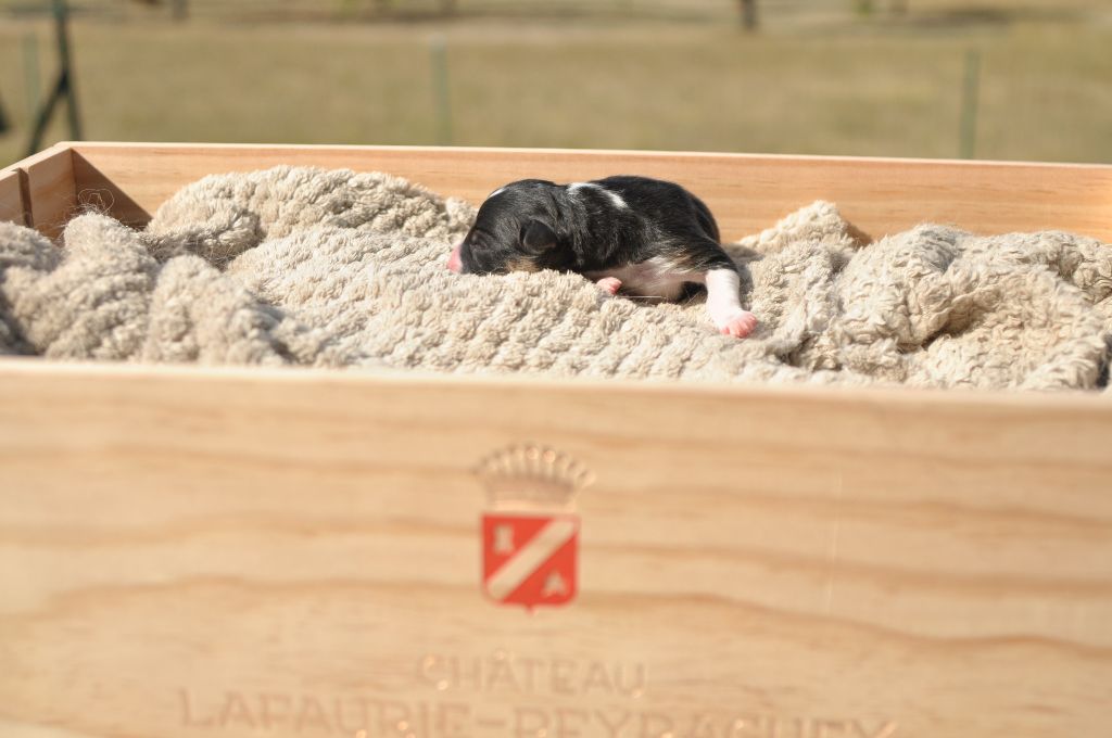 De La Font L'Agrafé - Border Collie - Portée née le 16/09/2020